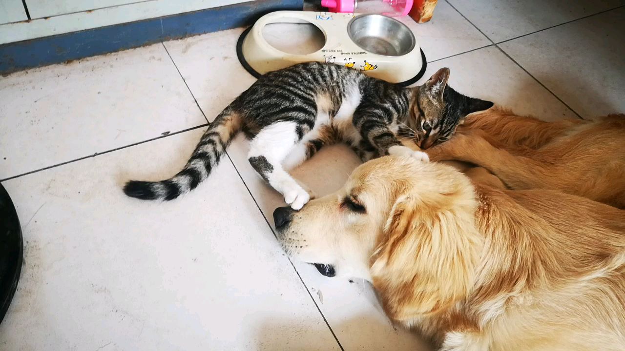 【中华田园犬】爱玩狗尾巴的狸花猫,是多么的享受。